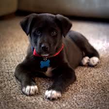 The great pyrenees lab mix, also known as the pyrador, is a hybrid mix breed dog resulting from breeding the great pyrenees and the labrador retriever. Meet Sully My 9 Week Old 75 Pyrenees 25 Lab Mix Greatpyrenees