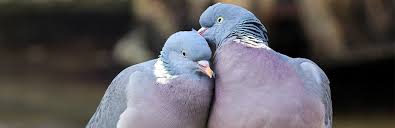 Doves And Pigeons An Ultimate Guide On Rearing Them As Pets