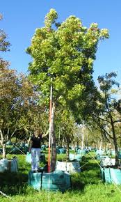 Image result for Harpephyllum afrum