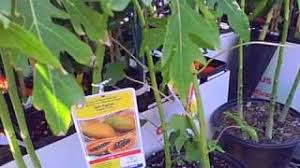 They provide the visual structure and the key elements of any landscape and are usually the first components to be planted, since they take longer than most other plants to become established and fulfill their role. Tropical Fruit Trees For Sale At Lowes In Subtropical Northern California Youtube