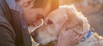 Contains information about making the decision to euthanase; Humane Euthanasia For Your Pet The Animal Foundation