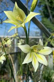 Image result for Gladiolus trichonemifolius