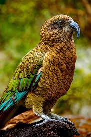 New Zealand Kea By Ed Janwattana Oiseaux Exotiques Les Oiseaux Du Monde Oiseaux