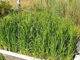 How To Grow Rice At Home Growing Food Aquaponics Homestead Gardens