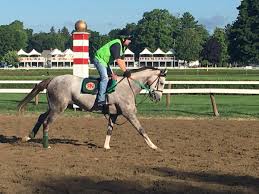 Pin On Horses