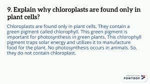 Check spelling or type a new query. 9 Explain Why Chloroplasts Are Found Only In Plants Youtube
