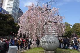 Selfie taman sakura / wisata ala jepang istana sakura blitar jawa timur tiket masuk jejak wisata : Cherry Blossoms Sakura At Ueno Park Yasukuni Shrine Topmiles