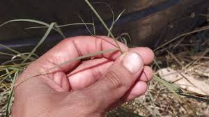 Image result for Sehima