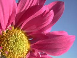 We did not find results for: Sfondo Fiori 22826