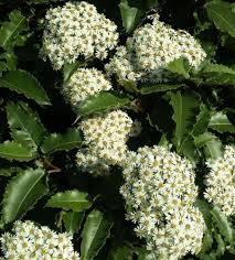 Image result for Olearia