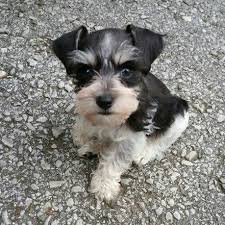 Black And White Miniature Schnauzer Micro Teacup Schnauzer Puppies For Sale This Is Rowdy He Is A Black And White Parti Itty Bitty Schnauzer He Teacup Schnauzer Schnauzer Schnauzer Puppy