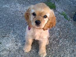 Photos Cocker Spaniel Puppies Cheapest Dog Breeds Cocker Spaniel Dog