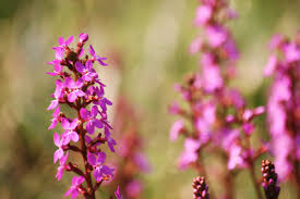 Mehr als 120 campingplätze in frankreich. Flowers And Plants Can Teach Us About Surviving The Coronavirus Pandemic Vox