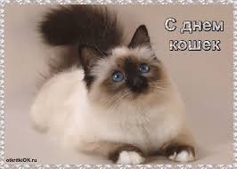 В день кошки люди отдают дань благодарности этим животным за их заслуги, демонстрируют им. Otkrytka Vsemirnyj Den Koshek Skachat Besplatno Na Otkritkiok Ru