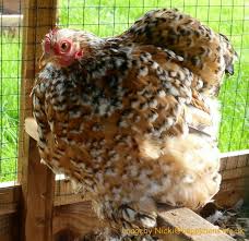 pin von derenda garrett auf pekin huhnerrassen huhner rassen huhnerhof