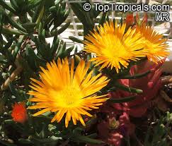 Image result for Lampranthus spp.