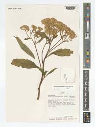 Image result for Bothriocline nyungwensis