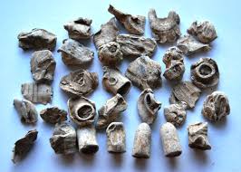 Looking for the best metal detector pinpointer? A Metal Detecting Survey Of Beauly Fields Nosas Archaeology Blog