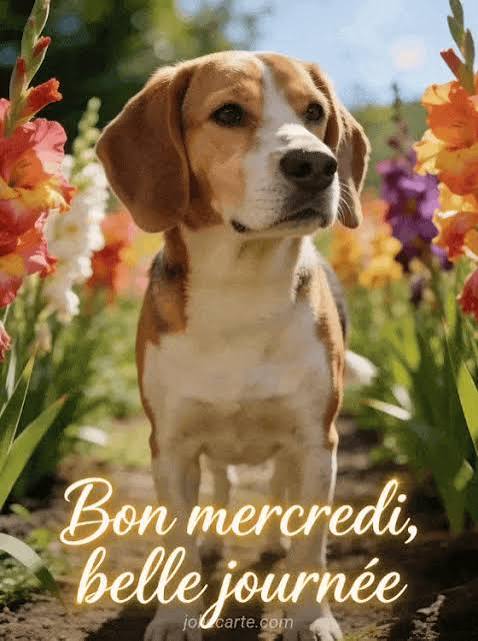 images gratuites bon mercredi - Image gratuite 🌸 - JolieCarte