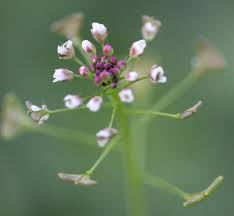 Image result for Capsella