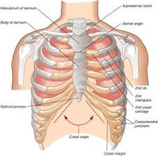 Pin On Back Rib Pain