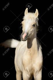 We did not find results for: Newborn Horse Baby Welsh Pony Foal Stock Photo Picture And Royalty Free Image Image 18881586