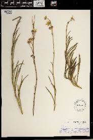 Image result for Osteospermum monocephalum