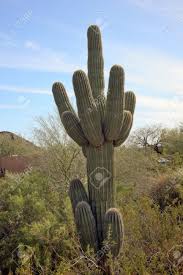 Where is the desert botanical garden in phoenix arizona. Saguaro Kaktus Carnegiea Gigantea Desert Botanical Garden Papago Park Sonora Wuste Phoenix Arizona Lizenzfreie Fotos Bilder Und Stock Fotografie Image 10293411