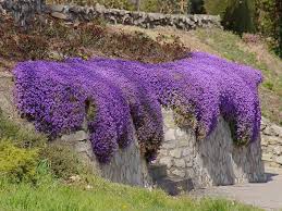 Order today with free shipping. Rockcress Cascade Purple Flower Seeds Aubrieta Caribbeangardenseed