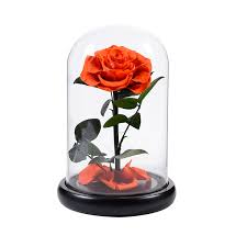 Check spelling or type a new query. Forever Roses In Glass Dome Pink Preserved Roses Thanksgiving Gift