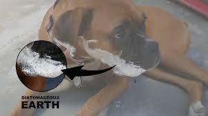Harris diatomaceous earth is listed with the organic minerals research institute (omri) for organic use. Diatomaceous Earth For Dogs The Best Natural Killer Of Parasites