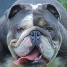 English Bulldog Budapest Home Facebook