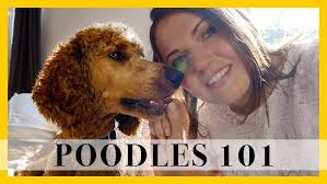 Poodles To Doodles?