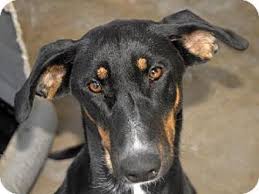 Black And Tan Coonhound Doberman Pinscher Mix Crossville Tn Doberman Pinscher Black And Tan Coonhound Mix Meet Madison A Dog For Adoption Funny Cats And Dogs Dog Adoption Pets