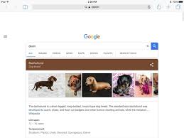 Find, submit and requests pronunciations. How Do Dachshund And Doxins Differ Quora