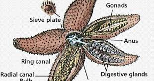 Biological Diversity 9 Starfish Sea Star Sea
