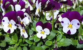 Remember to water pansies regularly. How To Germinate Pansy Seeds Krostrade