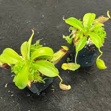 Image result for Nesaea spathulata