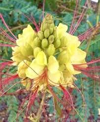 Image result for Erythrostemon gilliesii