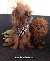 Star Wars Day May The 4th Be With You Happy Star Wars Day Chewbacca Dog Pet Costumes Dogs