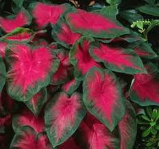 This ferny shade loving flower has little yellow blooms from april through frost! Amazon Com 3 Colorful Shade Loving Fancy Caladium Freida Hemple Bulbs For Growing Your Own Caladium Plants Garden Outdoor