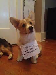 Corgi Shame I Pee On The Floor And Then Run Through It Hehe Dog Shaming Funny Dog Quotes Funny Dog Shaming