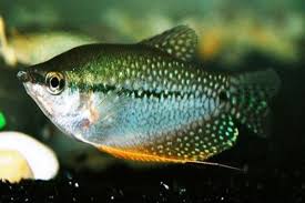 Karena ikan ini sering dikonsumsi dan dijadikan lauk pauk teman nasi. Ikan Sepat Jenis Harga Dan Cara Memeliharanya