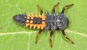 True bugs belong to the order hemiptera, and these include familiar insects such as bedbugs and cicadas. Why Harlequin Ladybirds Are Invading Our Homes Natural History Museum