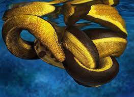 I Caught One Of These When I Was A Girl Put It In A Jar Of Formaldehyde I Still Have It Yellow Bellied Sea Snake R Ocean Animals Sea Snake Ocean