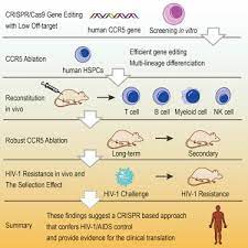 Maraviroc binds deep in the receptor pocket and locks the. Crispr Cas9 Mediated Ccr5 Ablation In Human Hematopoietic Stem Progenitor Cells Confers Hiv 1 Resistance In Vivo Molecular Therapy