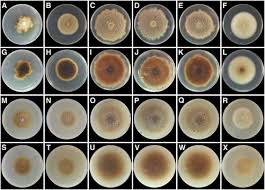 Image result for Cylindropsis