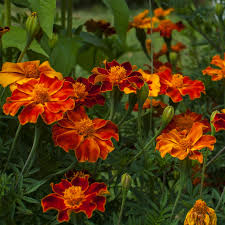 Image result for tagetes)