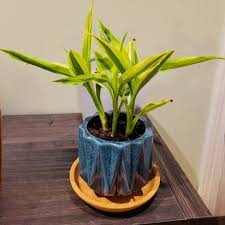 Image result for Dracaena sanderiana