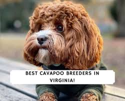 He is well socialized and great with kids! Best Cavapoo Breeders In Virginia 2021 We Love Doodles